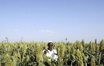a sudanese farmer stands in a field of sorghum in gezira scheme sudan