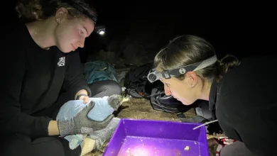 التلوث البلاستيكي الخطر القادم تحقيق مثير من CNN 6 alix and jenn looking at lavaged bird