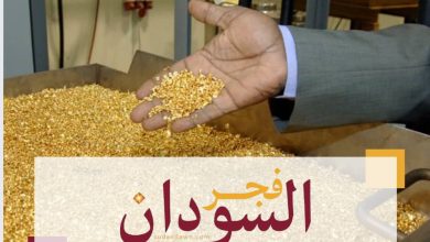 استعدادا للدخول في الموسم الشتوي محلية دلقو تستعد لزراعة (72800) فدان من المحاصيل الشتوية 7 زراعة ٤