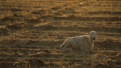 أسوأ جفاف منذ عقود ونقص القمح.. اختبار لقدرات الحكومة السورية 5 image 9ed6c6 89853295