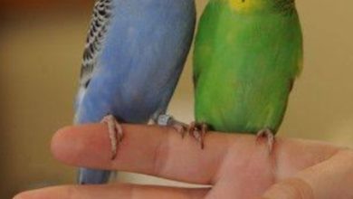 الحرب على العصافير .....الى متى!؟ عضو جمعية طيور الزينة : "ذبحت عناصر الدعم السريع عصافير نادرة بحثًا عن الغذاء " 6 Screenshot ٢٠٢٥٠٩٢٦ ١٥٣٦٥٤ Google