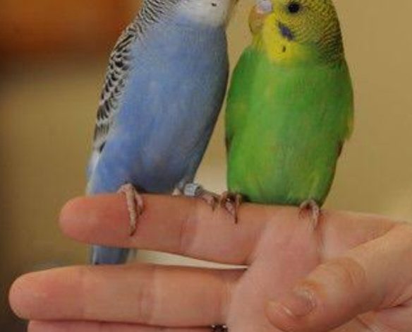 الحرب على العصافير .....الى متى!؟ عضو جمعية طيور الزينة : "ذبحت عناصر الدعم السريع عصافير نادرة بحثًا عن الغذاء " 1 Screenshot ٢٠٢٥٠٩٢٦ ١٥٣٦٥٤ Google