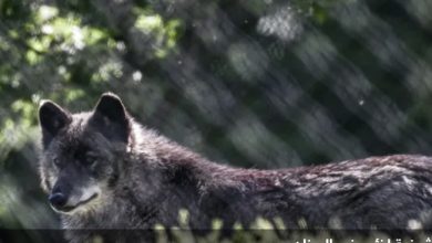 اكتشاف أول حيوان هجين يجمع بين الذئب والكلب في اليونان 4 Screenshot ٢٠٢٥١٠٠٥ ١٠١٣١٣ Chrome