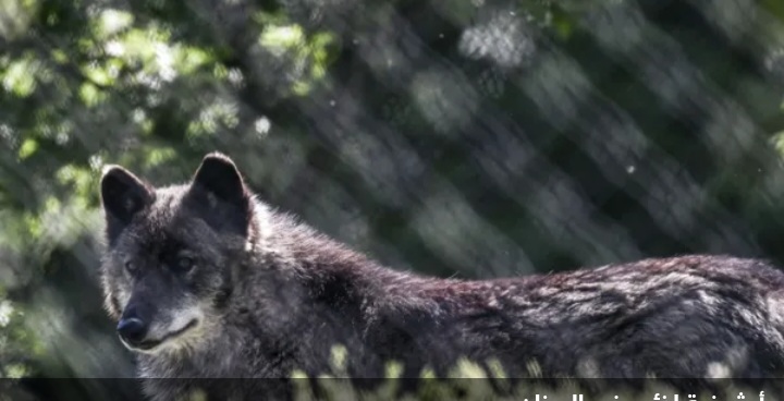 اكتشاف أول حيوان هجين يجمع بين الذئب والكلب في اليونان 1 Screenshot ٢٠٢٥١٠٠٥ ١٠١٣١٣ Chrome