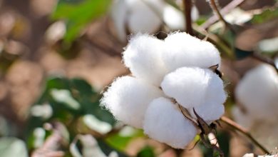 الكاميرون تتربع علي انتاج القطن في افريقيا والسودان في المركز الثالث 7 القطن