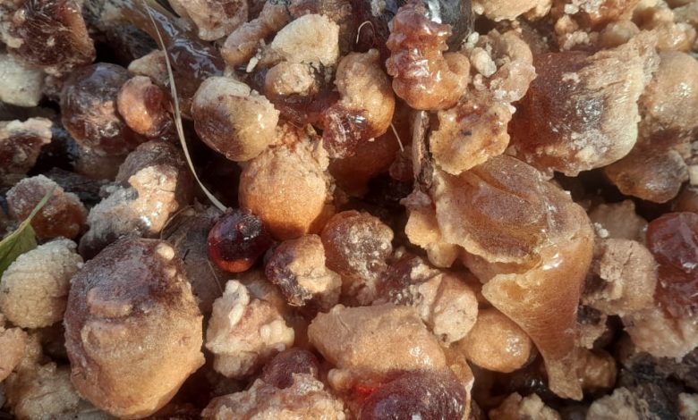 منتجو الصمغ العربي : رسالة للدولة وجرس إنذار 1 IMG 20260405 WA0115