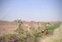 بسواعد عارية.. مزارعو الجزيرة يحاربون العطش وينظفون القنوات بأيديهم: أنقذونا قبل فوات الأوان 4 images 2026 10 11T100211.088 edit 185926398086312